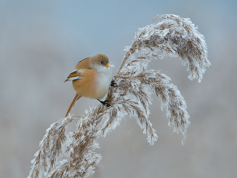 005 baardman wijfje web.jpg